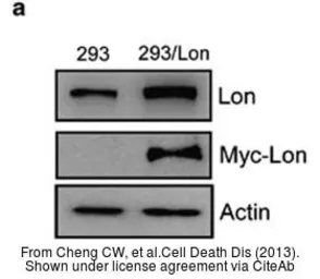 Anti-beta Actin antibody used in Western Blot (WB). GTX109639