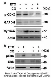Anti-beta Actin antibody used in Western Blot (WB). GTX109639