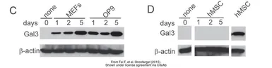 Anti-beta Actin antibody used in Western Blot (WB). GTX109639