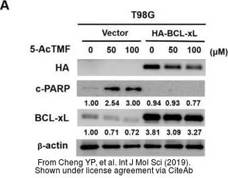 Anti-beta Actin antibody used in Western Blot (WB). GTX109639