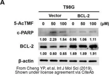 Anti-beta Actin antibody used in Western Blot (WB). GTX109639