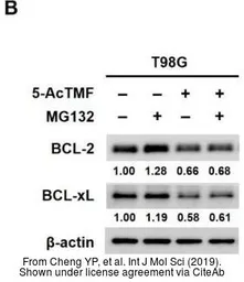 Anti-beta Actin antibody used in Western Blot (WB). GTX109639
