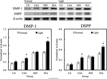 Anti-beta Actin antibody used in Western Blot (WB). GTX109639
