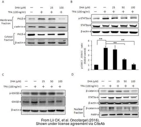 Anti-beta Actin antibody used in Western Blot (WB). GTX109639