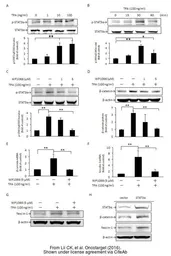 Anti-beta Actin antibody used in Western Blot (WB). GTX109639