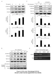 Anti-beta Actin antibody used in Western Blot (WB). GTX109639