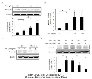 Anti-beta Actin antibody used in Western Blot (WB). GTX109639