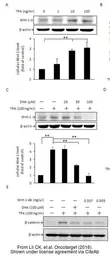 Anti-beta Actin antibody used in Western Blot (WB). GTX109639