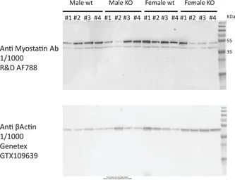 Anti-beta Actin antibody used in Western Blot (WB). GTX109639