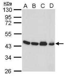 Anti-beta Actin antibody used in Western Blot (WB). GTX109639