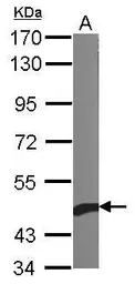 Anti-beta Actin antibody used in Western Blot (WB). GTX109639