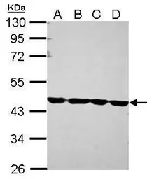 Anti-beta Actin antibody used in Western Blot (WB). GTX109639