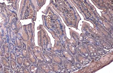 Anti-beta Actin antibody used in IHC (Paraffin sections) (IHC-P). GTX109639