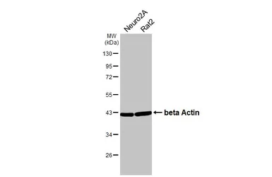Anti-beta Actin antibody used in Western Blot (WB). GTX109639