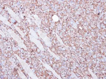 Anti-beta Actin antibody used in IHC (Paraffin sections) (IHC-P). GTX109639