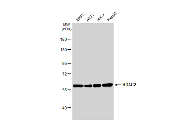 Anti-HDAC2 antibody used in Western Blot (WB). GTX109642
