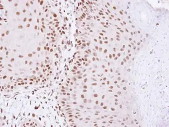 Anti-HDAC2 antibody used in IHC (Paraffin sections) (IHC-P). GTX109642