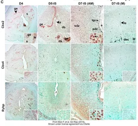 Anti-CBX4 antibody [C3], C-term used in IHC (Paraffin sections) (IHC-P). GTX109662