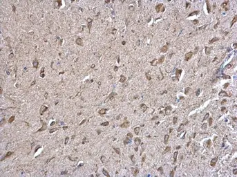 Anti-Calnexin antibody [C3], C-term used in IHC (Paraffin sections) (IHC-P). GTX109669