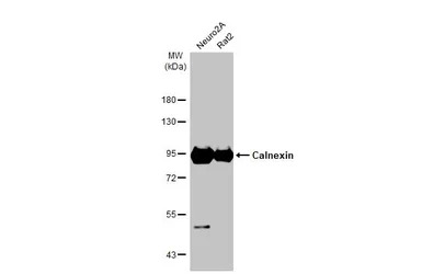 Anti-Calnexin antibody [C3], C-term used in Western Blot (WB). GTX109669