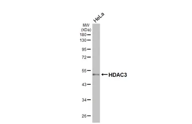 Anti-HDAC3 antibody [C3], C-term used in Western Blot (WB). GTX109679