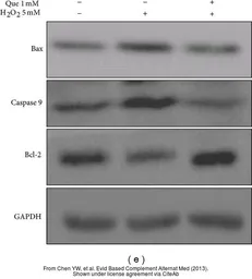 Anti-Bax antibody [N1N2], N-term used in Western Blot (WB). GTX109683