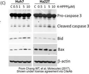 Anti-Bax antibody [N1N2], N-term used in Western Blot (WB). GTX109683