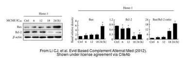 Anti-Bax antibody [N1N2], N-term used in Western Blot (WB). GTX109683