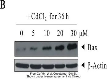 Anti-Bax antibody [N1N2], N-term used in Western Blot (WB). GTX109683