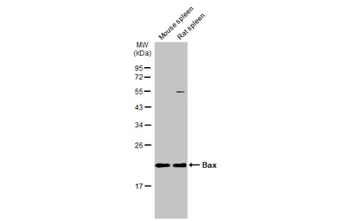 Anti-Bax antibody [N1N2], N-term used in Western Blot (WB). GTX109683