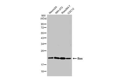Anti-Bax antibody [N1N2], N-term used in Western Blot (WB). GTX109683
