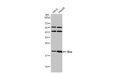 Anti-Bax antibody [N1N2], N-term used in Western Blot (WB). GTX109683