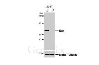 Anti-Bax antibody [N1N2], N-term used in Western Blot (WB). GTX109683
