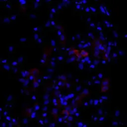 Anti-Cytokeratin 7 antibody [N1C2] used in IHC (Frozen sections) (IHC-Fr). GTX109723