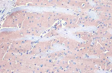 Anti-Gephyrin antibody [N2C1], Internal used in IHC (Paraffin sections) (IHC-P). GTX109734