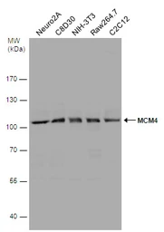 Anti-MCM4 antibody used in Western Blot (WB). GTX109740