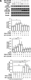 Anti-Vinculin antibody [N3C1], Internal used in Western Blot (WB). GTX109749