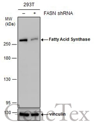 Anti-Fatty Acid Synthase antibody [N1], N-term used in Western Blot (WB). GTX109833
