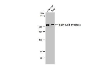 Anti-Fatty Acid Synthase antibody [N1], N-term used in Western Blot (WB). GTX109833