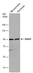 Anti-MARS antibody [N3C2], Internal used in Western Blot (WB). GTX109864
