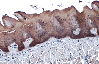 Anti-Cytokeratin 13 antibody used in IHC (Paraffin sections) (IHC-P). GTX109883