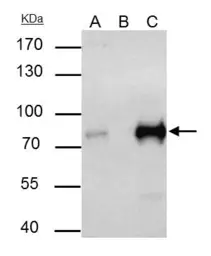 Anti-TCF3 / E2A antibody used in Immunoprecipitation (IP). GTX109885