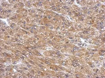 Anti-PDE11A antibody used in IHC (Paraffin sections) (IHC-P). GTX110015