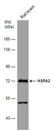 Anti-HSPA2 antibody used in Western Blot (WB). GTX110079