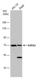 Anti-HSPA2 antibody used in Western Blot (WB). GTX110079