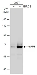 Anti-cIAP1 antibody used in Western Blot (WB). GTX110087