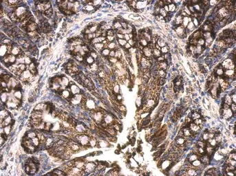 Anti-HSP60 antibody used in IHC (Paraffin sections) (IHC-P). GTX110089