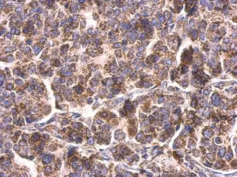 Anti-HSP60 antibody used in IHC (Paraffin sections) (IHC-P). GTX110089