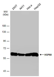 Anti-HSP60 antibody used in Western Blot (WB). GTX110089