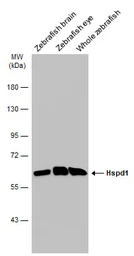 Anti-HSP60 antibody used in Western Blot (WB). GTX110089